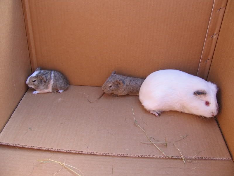 piggys011.jpg