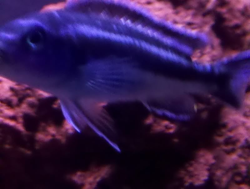 fish2.jpg