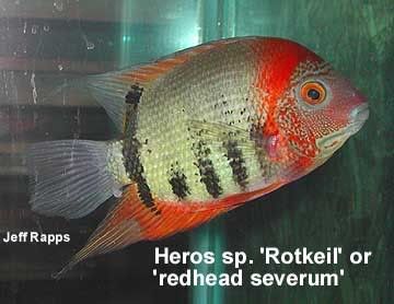 rotkeil7.jpg