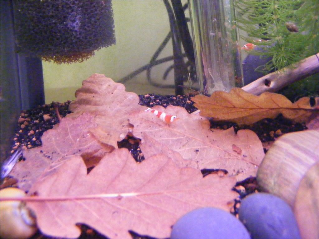 DSCF0854.jpg