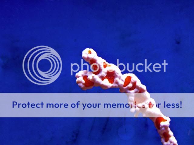 2009_0911Reef0062.jpg