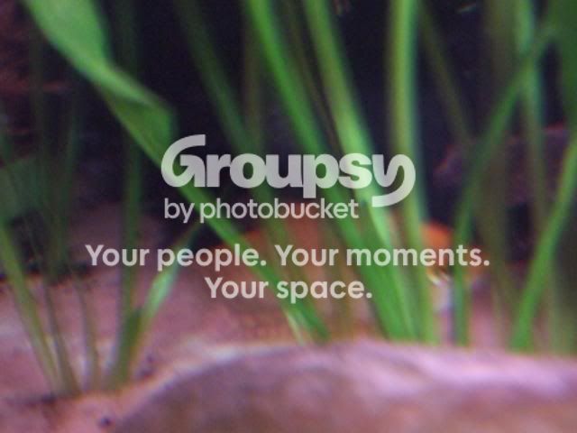fish004.jpg