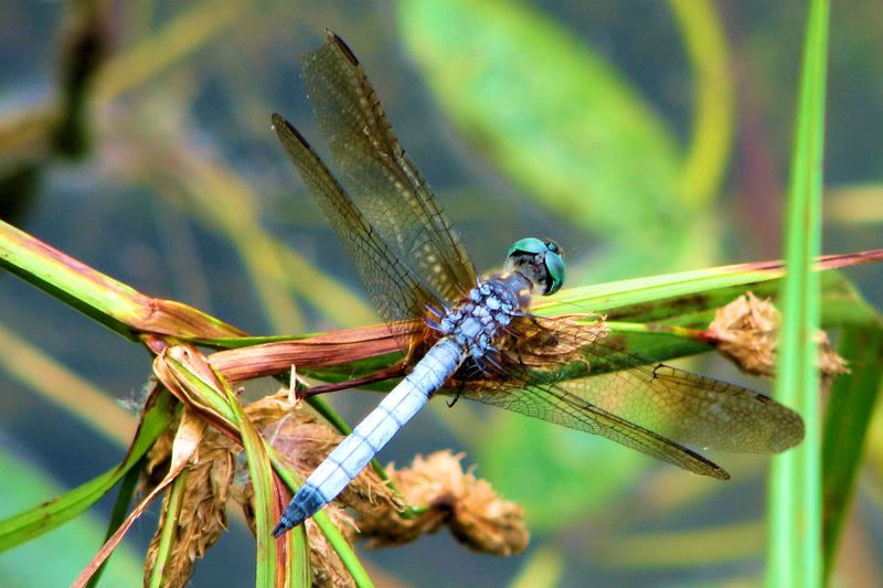 dragonfly1.jpg
