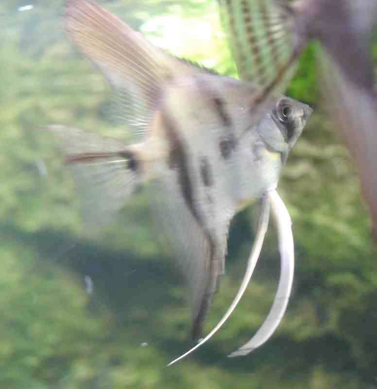 angel1.jpg