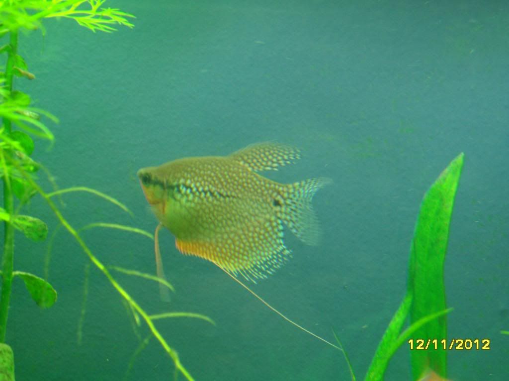 SAM_0460.jpg