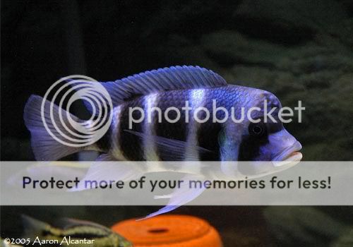 Cyphotilapia_frontosa_3.jpg