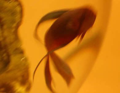 fish4-1.jpg