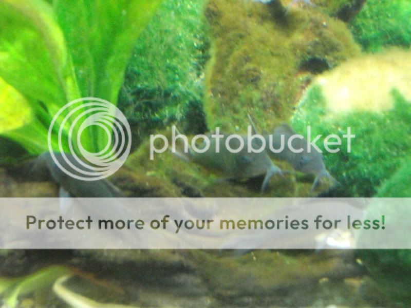 bluereef103.jpg