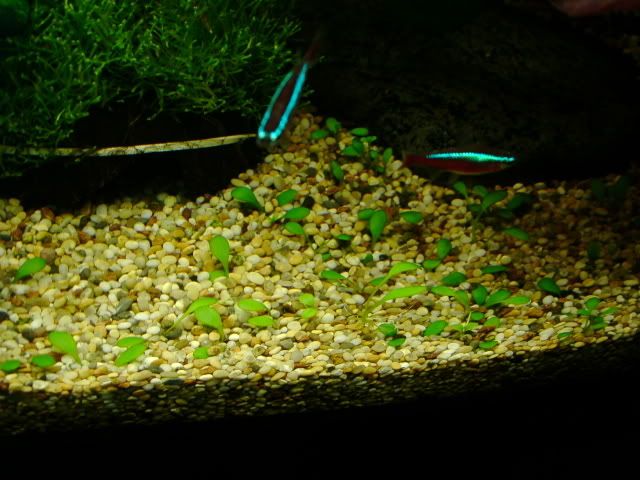 glosso180.jpg