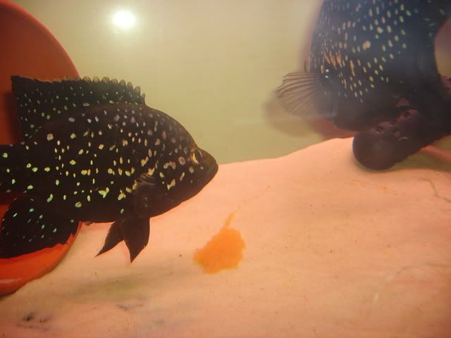Pollenieggs058.jpg
