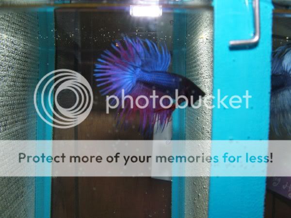 betta2.jpg