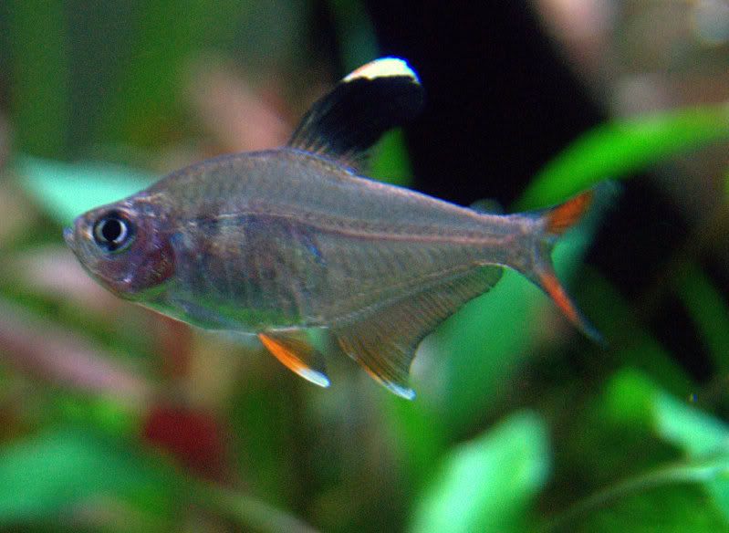 tetra4.jpg