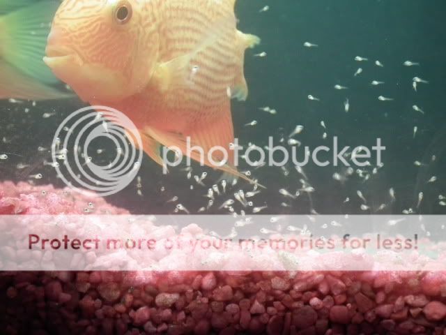 DSCF1113.jpg