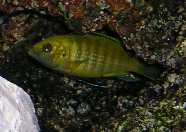 mbuna4.jpg