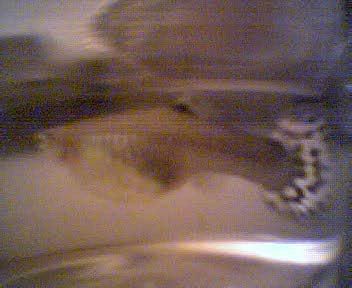 Picture014.jpg