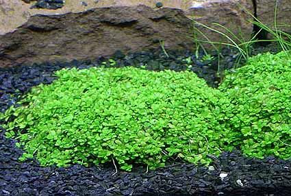 HemianthuscallitrichoidesDragonsTail.jpg