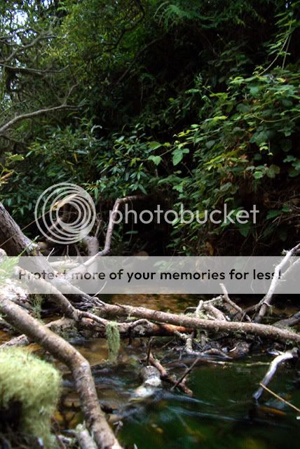 brookleaves.jpg