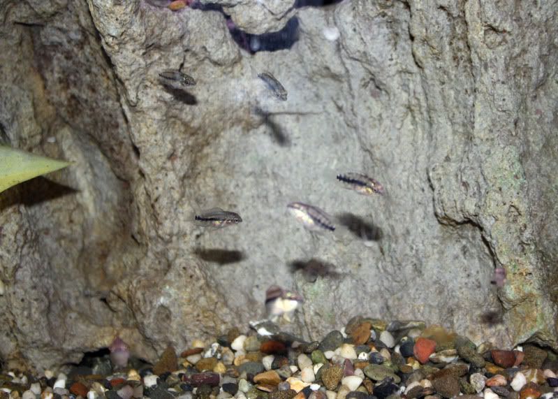 ParrotDempseys1.jpg