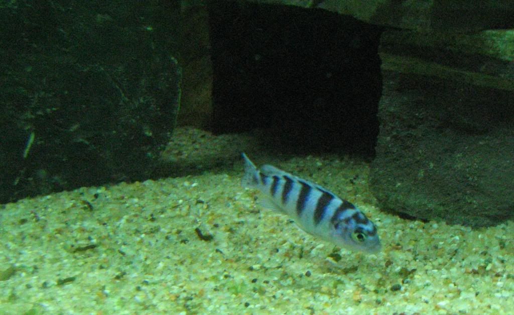 FishTank136.jpg