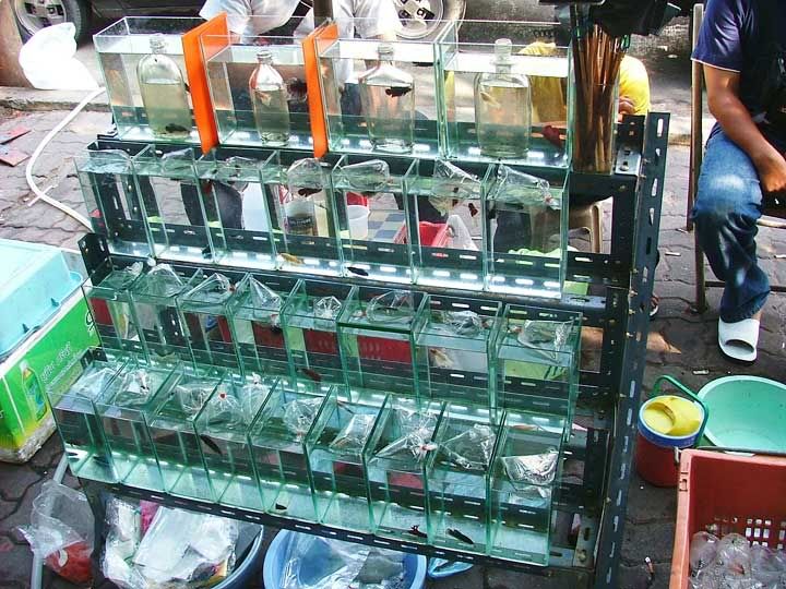 street-wholesaler4.jpg