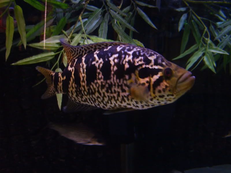 S5004215.jpg