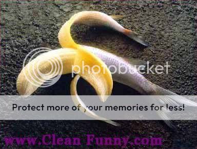banana-fish-fruit-peel-yellow.jpg