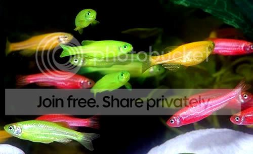 02945_glofish.jpg
