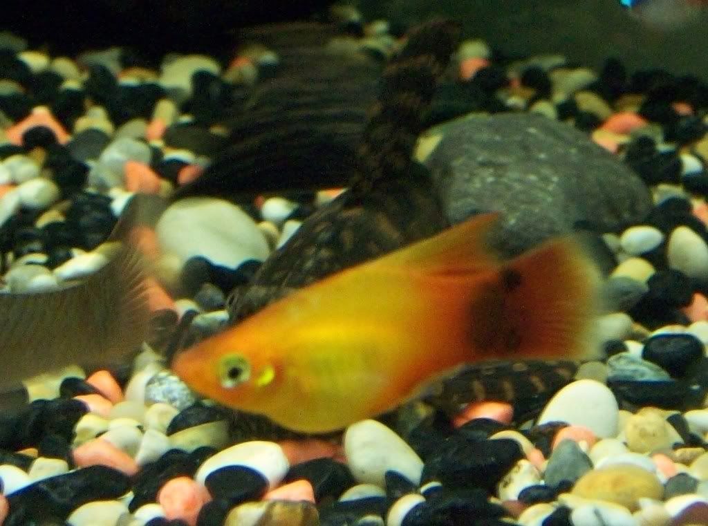 platy.jpg