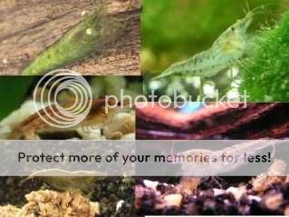 MIXEDALGAE1.jpg