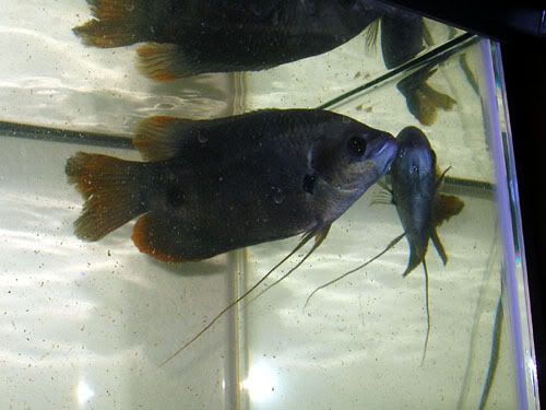 DSCN5129.jpg