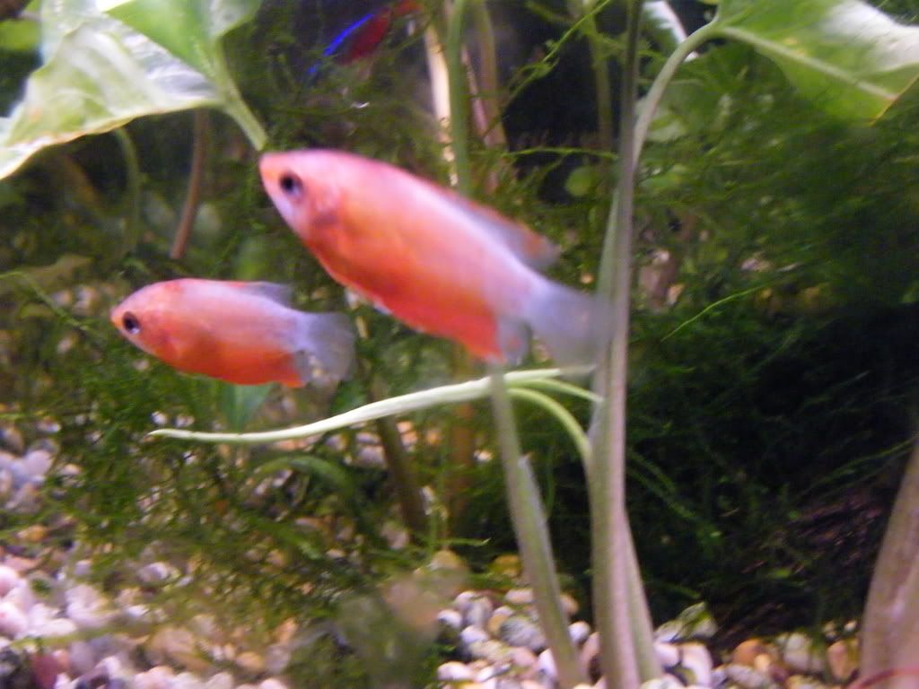 DSCF2198.jpg