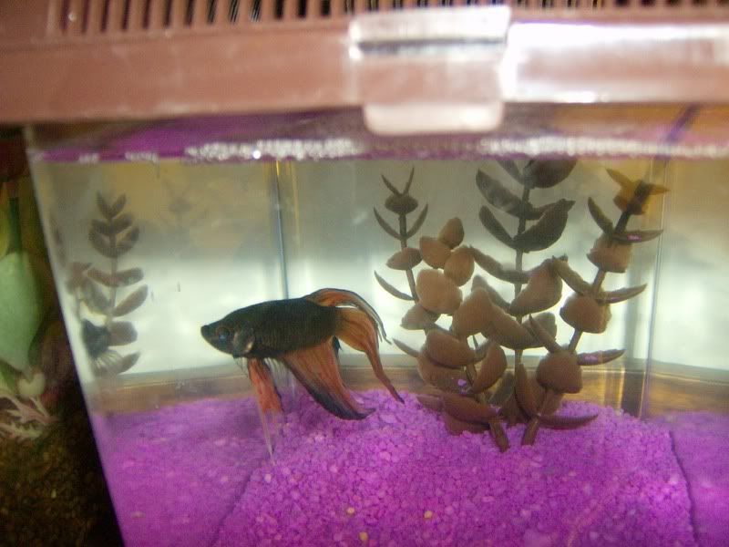 Fishes009.jpg