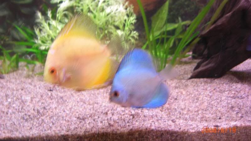 discus2.jpg