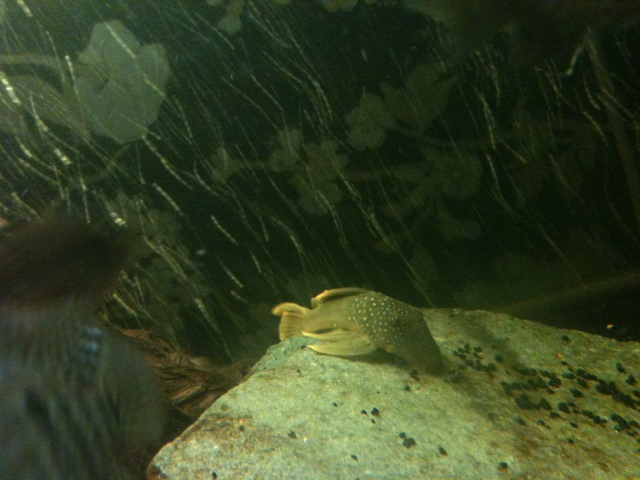 pleco.png
