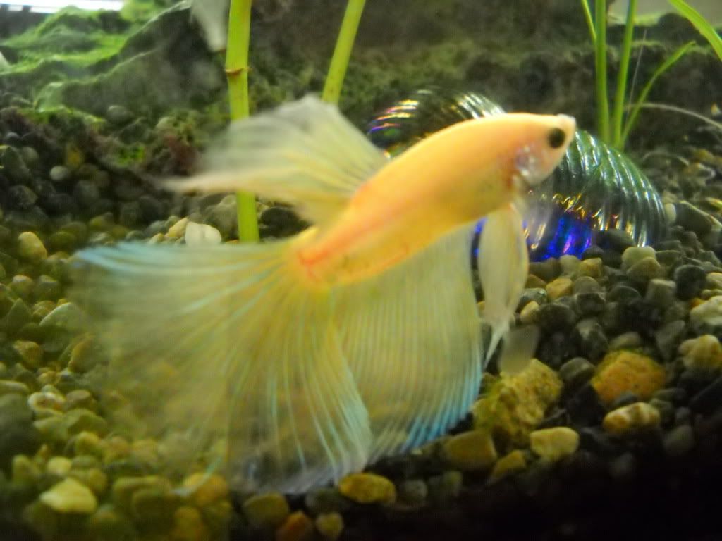 MoreofKiniro003.jpg