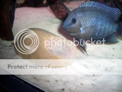 eggs2.jpg