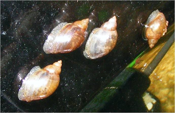 Snails.jpg