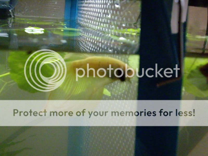 IMGP0166-1.jpg