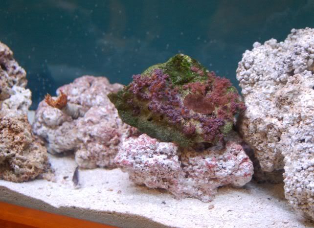 aquarium002.jpg