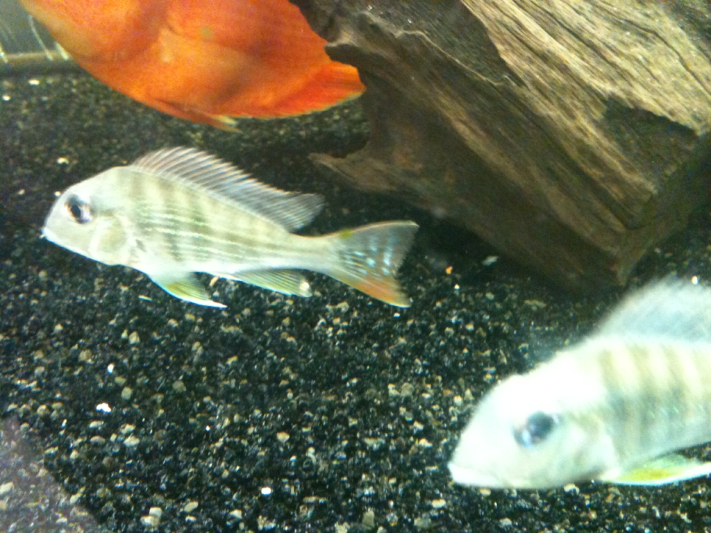 geophagus.png