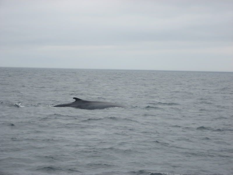 IMG_1649.jpg