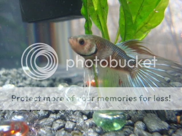 bettas2013.jpg