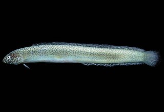Microdesmidae,I_RR1904.jpg