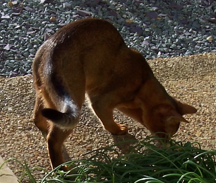 baggy02.jpg