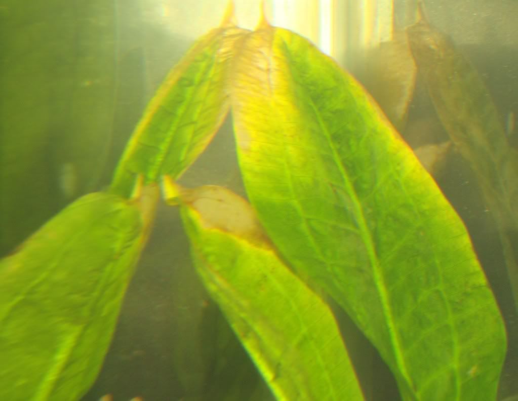 brownleaves.jpg