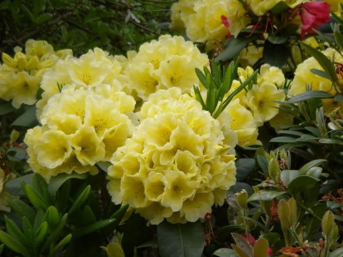 exburygardens001.jpg