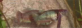 girlyfish1.jpg