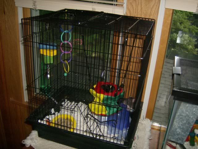 Rats015.jpg