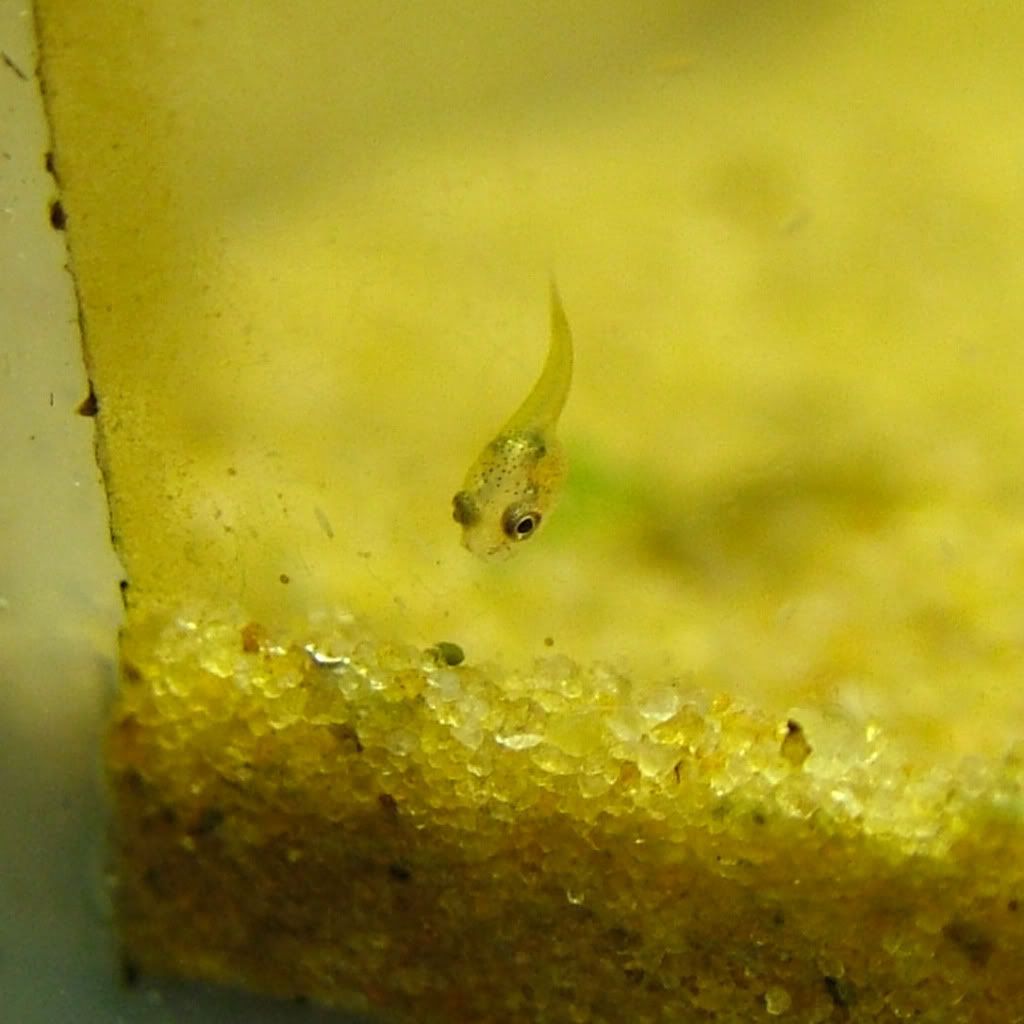Image1fry10days1.jpg