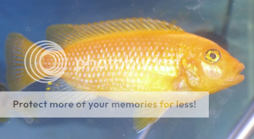Goldie.jpg